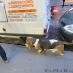 Basset Hound in Paris!!! :)